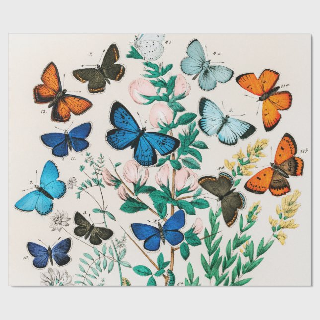 Butterflies, Caterpillars by William Forsell Kirby Wrapping Paper (Flat)