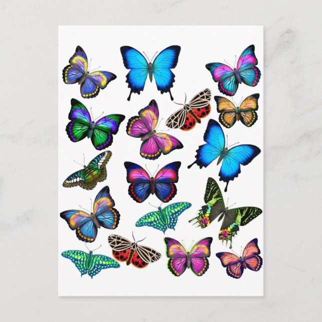 Butterflies Fluttering By Postcard (Front)