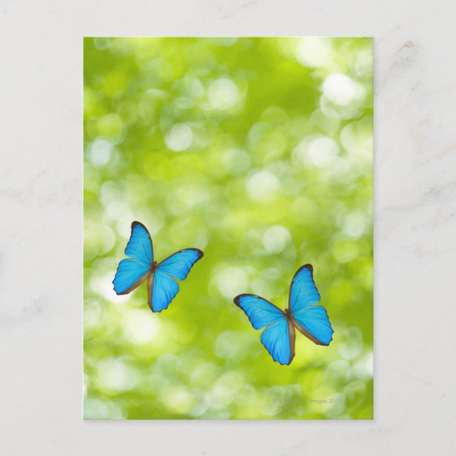 Butterflies flying, Digital Composite Postcard (Front)
