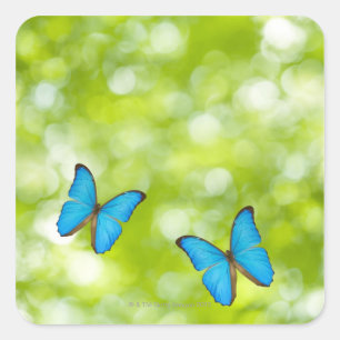 Butterflies flying square sticker