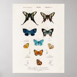 Butterflies Illustrated By Charles D' Orbigny Poster