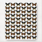 Butterflies in black and brown