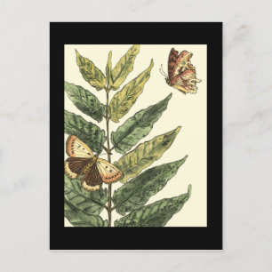 Butterflies & Leaves with Black Frame Postcard