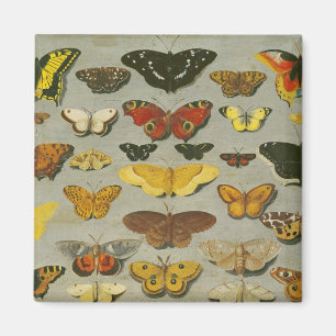 Butterflies Magnet
