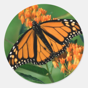butterflies monarch butterfly classic round sticker