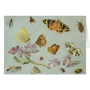 Butterflies, moths and other insects