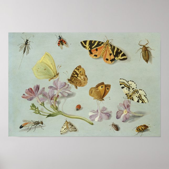 Butterflies, moths and other insects poster (Front)