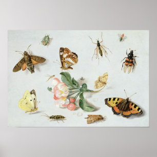 Butterflies, moths and other insects poster