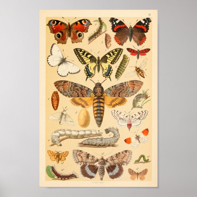 Butterflies Moths Caterpillar Collection Art Print (Front)
