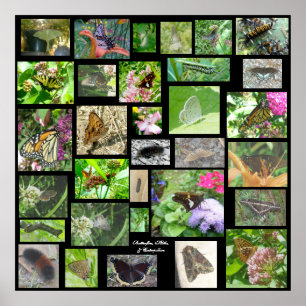 Butterflies Moths & Caterpillars Poster