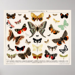 Butterflies & Moths Poster