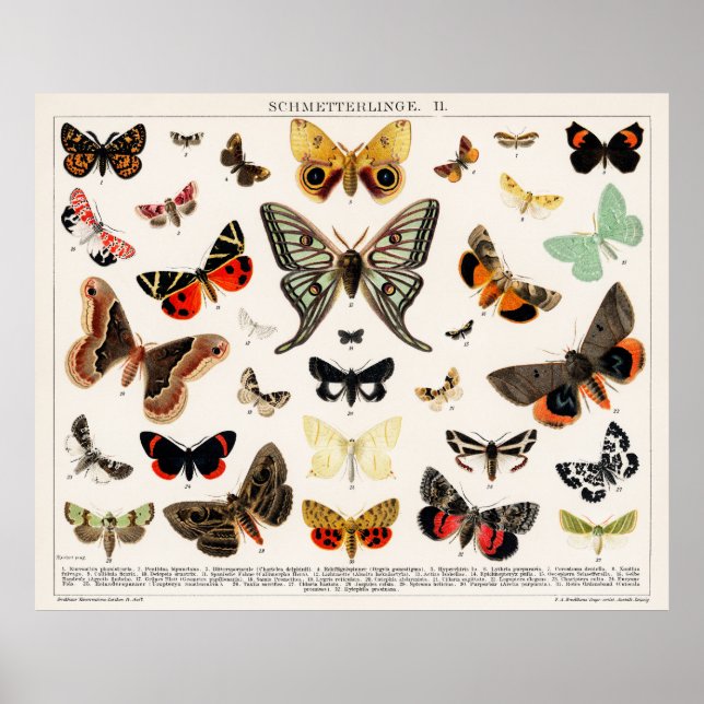 Butterflies & Moths Poster (Front)