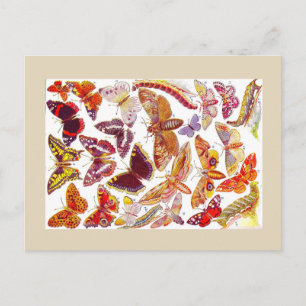 Butterflies Moths Vintage Postcard   Insects
