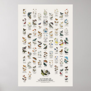 Butterflies - Naturalist's Library Poster