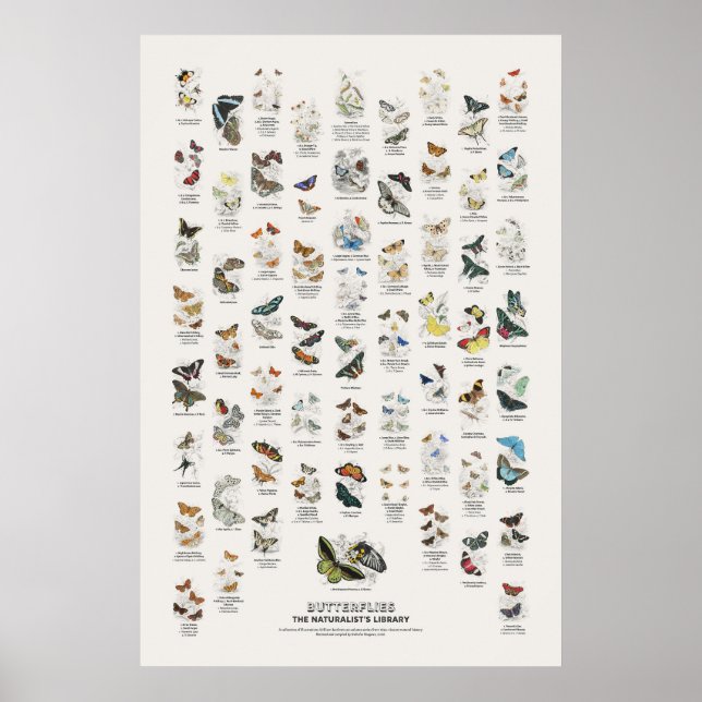 Butterflies - Naturalist's Library Poster (Front)