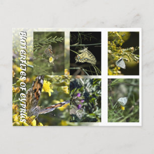 Butterflies of Cyprus postcard