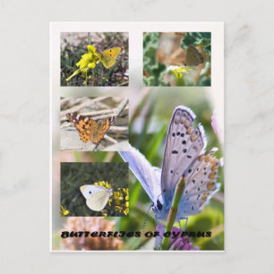 Butterflies of Cyprus postcard