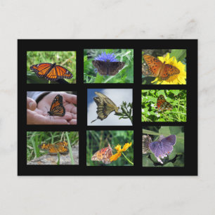 Butterflies of South Carolina Postcard