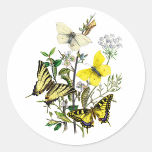 Butterflies of Summer Classic Round Sticker