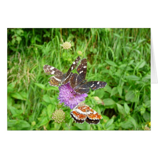 Butterflies on a Thistle (Front Horizontal)