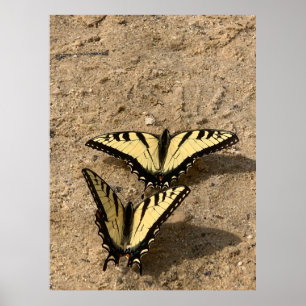 Butterflies on the Beach Poster
