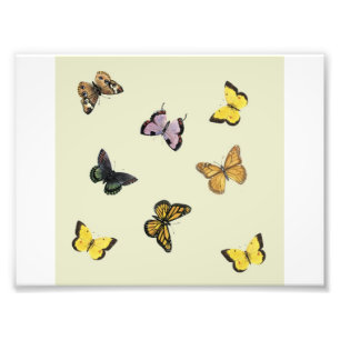Butterflies Photo Print