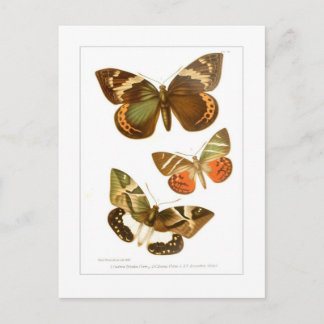 Butterflies Postcard