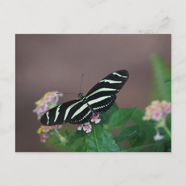 butterflies postcard (Front)