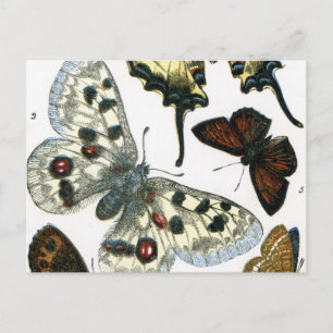 Butterflies Postcard