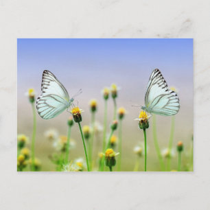 Butterflies Postcard