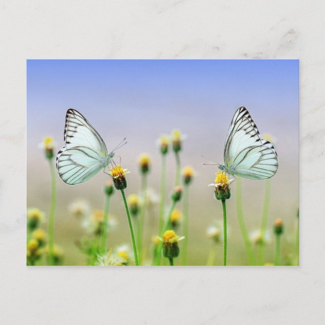 Butterflies Postcard (Front)