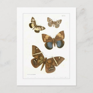 Butterflies Postcard