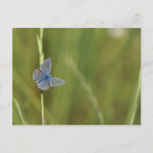 butterflies postcard