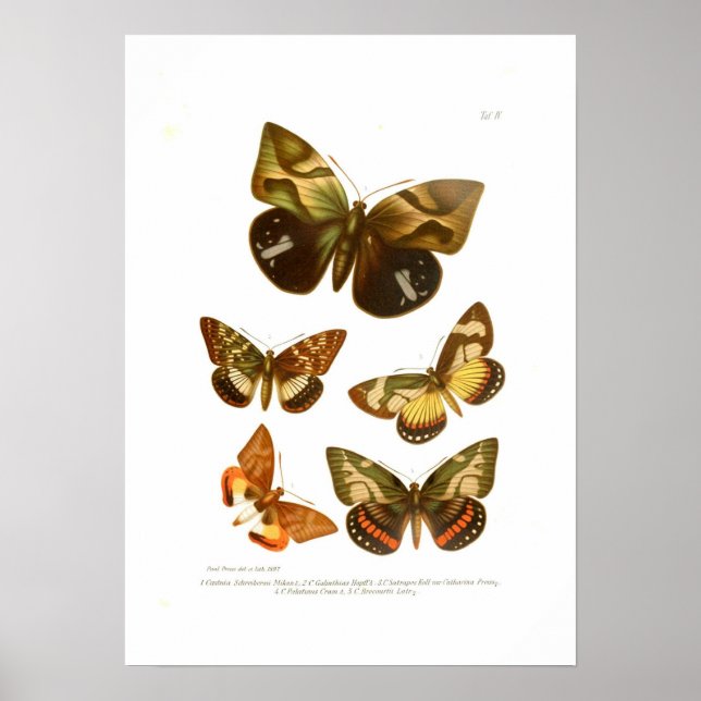 Butterflies Poster (Front)