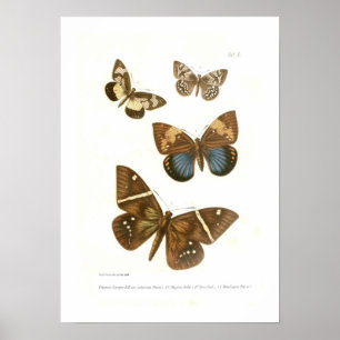 Butterflies Poster