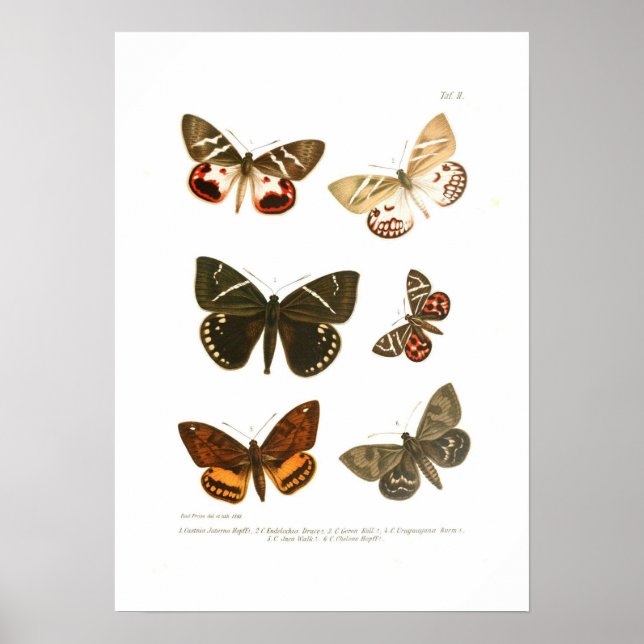 Butterflies Poster (Front)