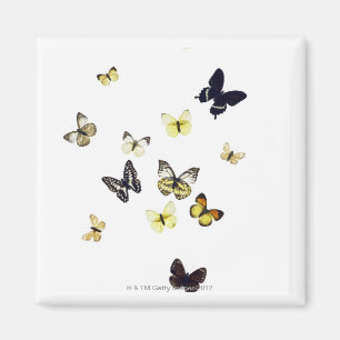 Butterflies shot on white magnet