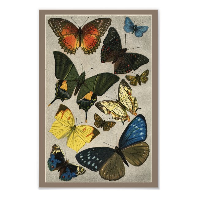 Butterflies Vintage 1904 Print (Front)