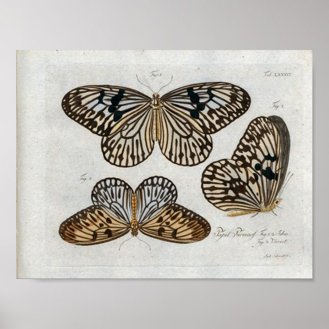 Butterflies Vintage Print Download (Front)
