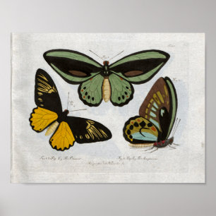 Butterflies Vintage Print Download