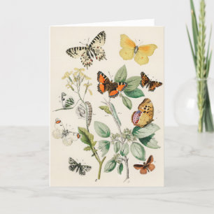Butterflies - William Forsell Kirby Card