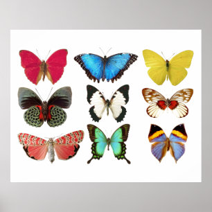 Butterflies Yellow Blue Pink Green Poster