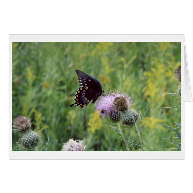 Butterfly (Front Horizontal)