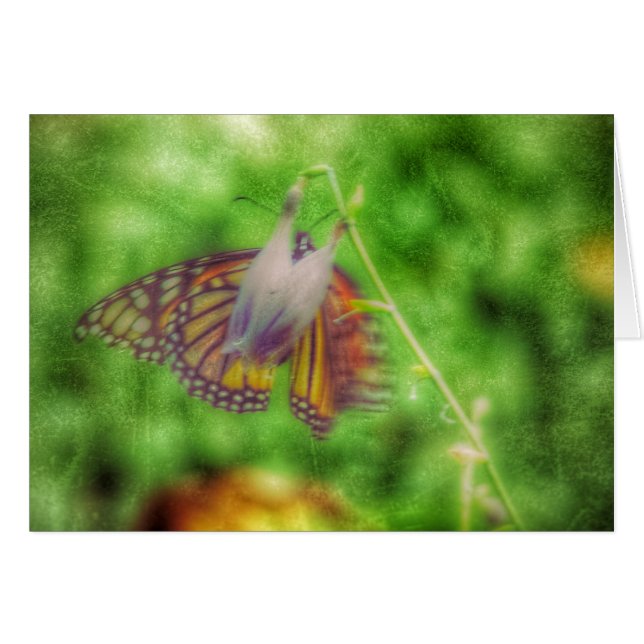 Butterfly (Front Horizontal)