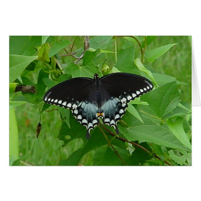 butterfly (Front Horizontal)
