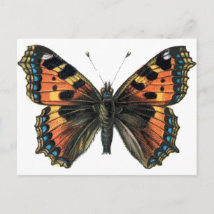 Butterfly 01 postcard
