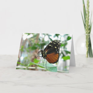 Butterfly #1 card