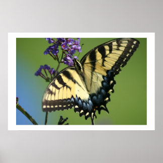 Butterfly 1 poster