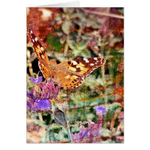 Butterfly 2