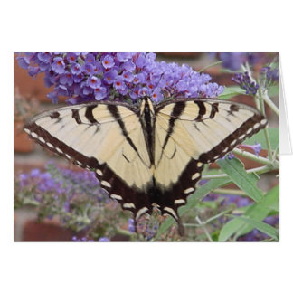 butterfly 2